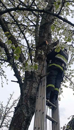 В Щучинском районе спасатели пришли на помощь мужчине, которого зажало на дереве