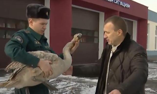 Сотрудники МЧС освободили лебедя из ловушки (Беларусь-1)