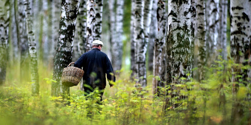 На Могилевщине за минувшие сутки спасатели обнаружили двоих заблудившихся в лесах грибников