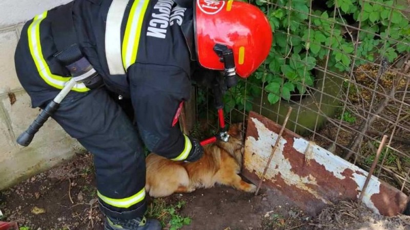 В Пружанах спасатели помогли собаке, которая застряла в заборе