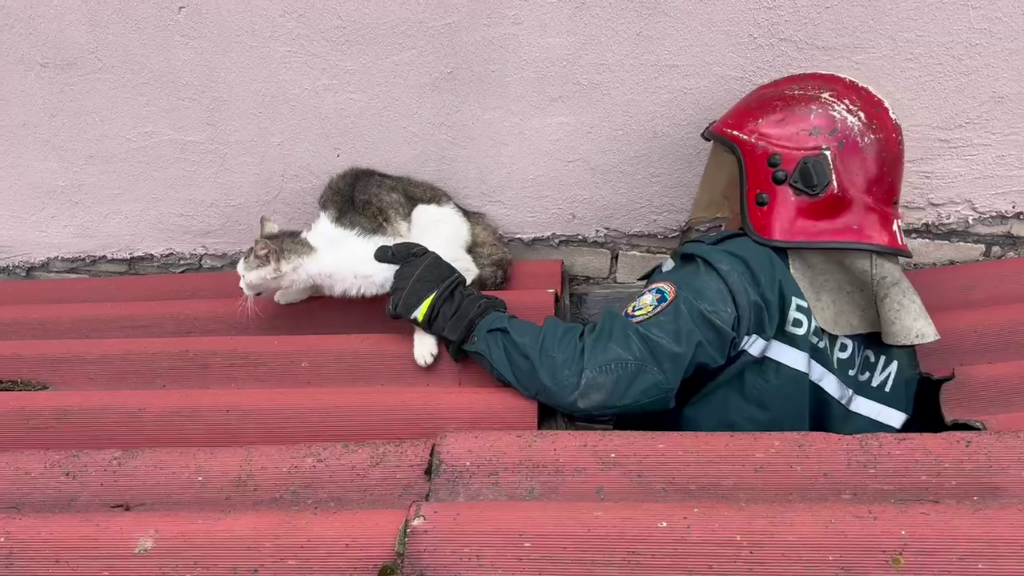 В Слуцке работники МЧС пришли на помощь коту 