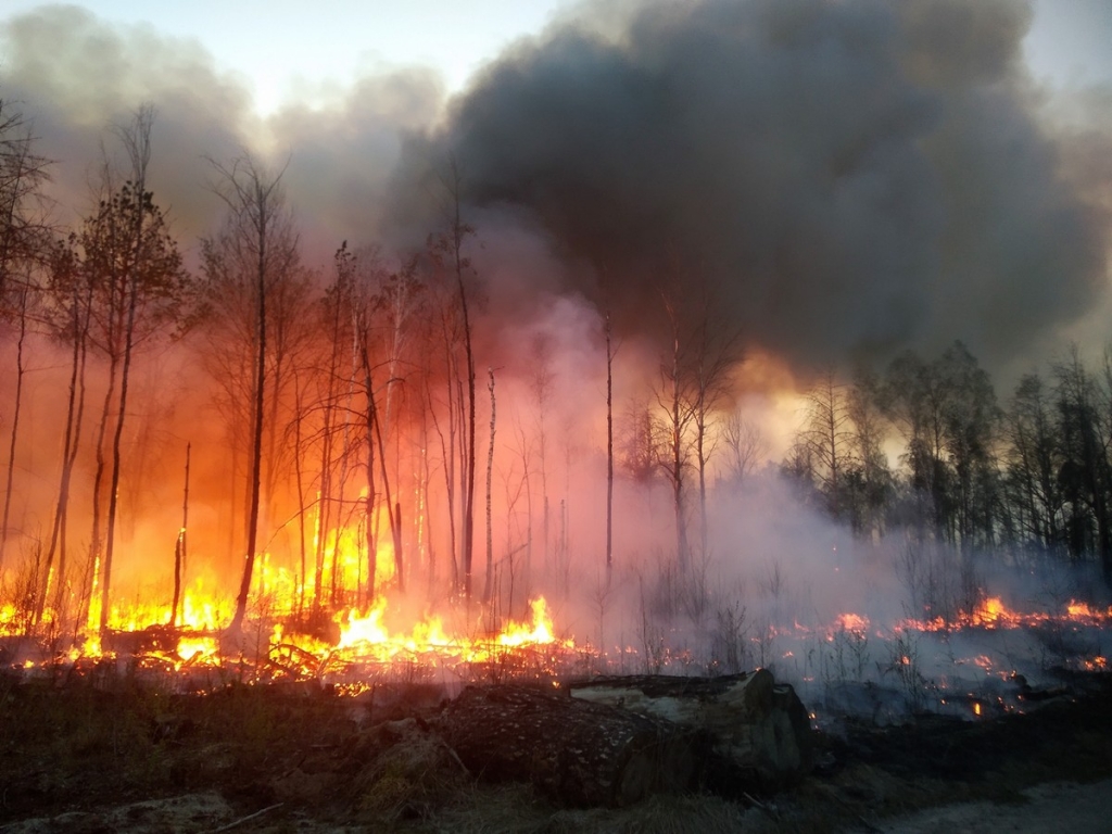 лесной пожар Ольманские болота.1.jpg