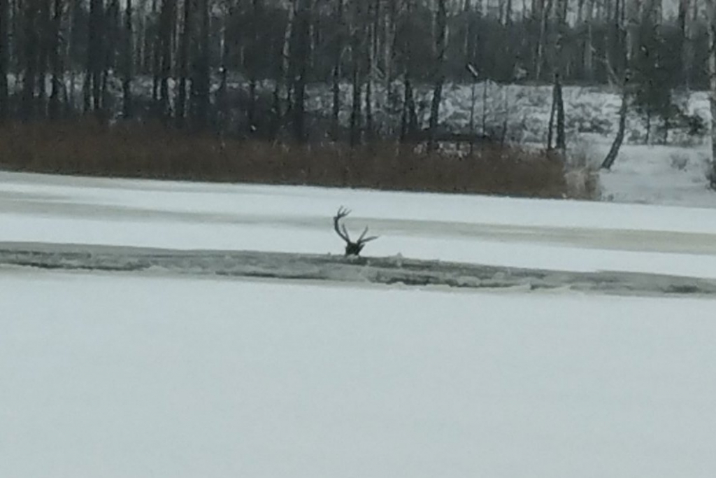 В Беларуси олень провалился под лед. Видео спасения