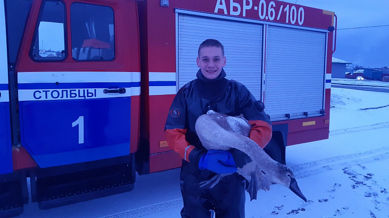 В Столбцовском районе спасатели помогли лебедю