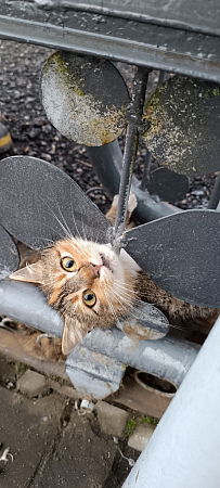 Барановичские спасатели помогли коту, который застрял в металлических воротах 